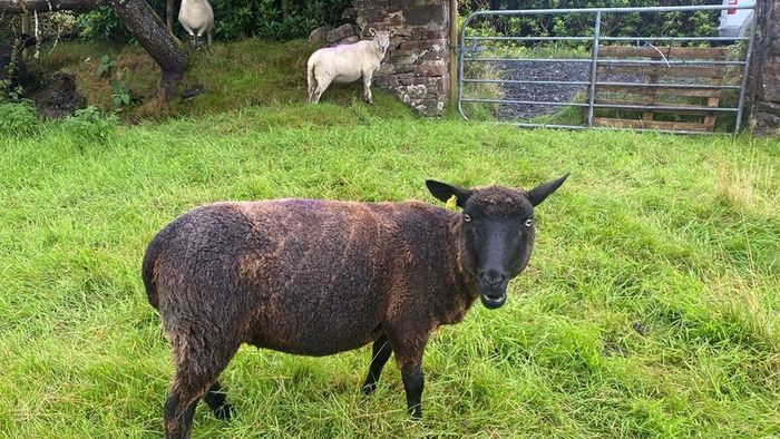 Young x bred sheep and ram lambs