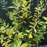XL Spiraea plant pink Image 2