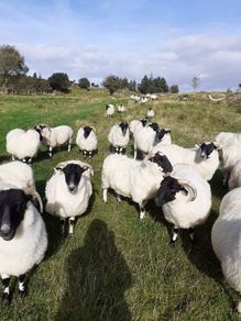 Hogget Ewes For Sale