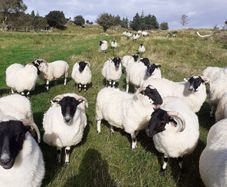 Hogget Ewes For Sale