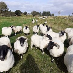 Hogget Ewes For Sale