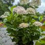 Hydrangea Image 5