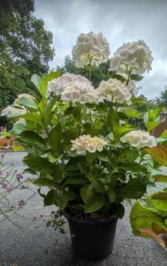 Hydrangea