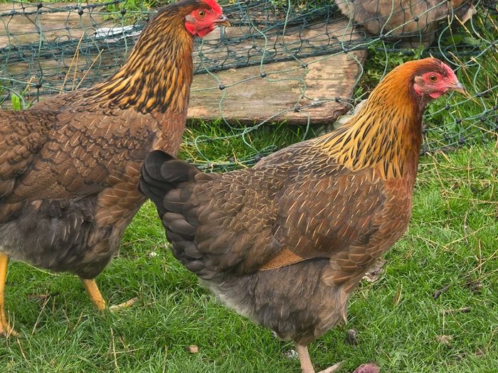 Pol pullets