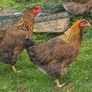 Pol pullets Image 4