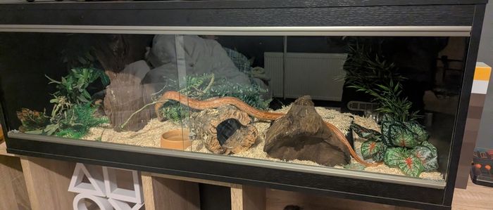 snake