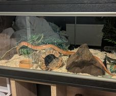 snake