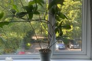 Philodendron Florida