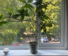 Philodendron Florida