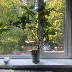 Philodendron Florida