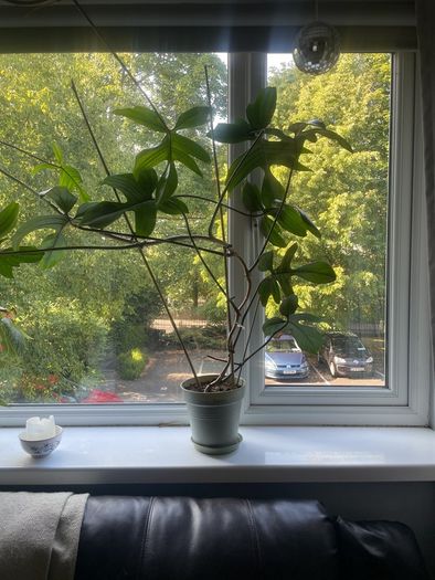 Philodendron Florida