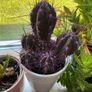 plant collection Image 6