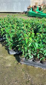 Portuguese Laurel