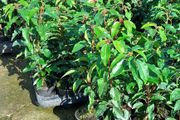 Portuguese Laurel