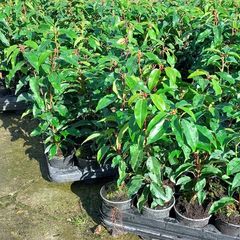 Portuguese Laurel