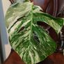 No.69 Monstera Albo Image 2