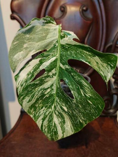 No.69 Monstera Albo