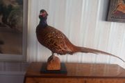 Taxidermy ring neck pheasant.