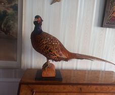 Taxidermy ring neck pheasant.