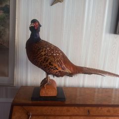 Taxidermy ring neck pheasant.