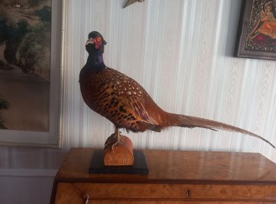 Taxidermy ring neck pheasant.