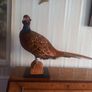 Taxidermy ring neck pheasant. Image 3