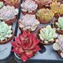 Tray of mixed indoor succulents Image 3