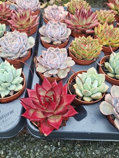 Tray of mixed indoor succulents