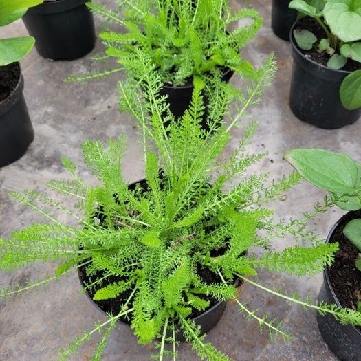 50 super flowering plants/shrubs