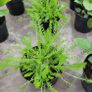 50 super flowering plants/shrubs Image 6