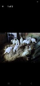 turkeys