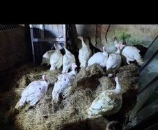 turkeys