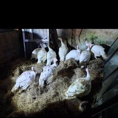 turkeys