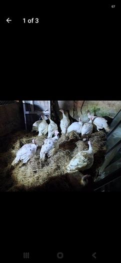 turkeys