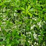 Pyracantha Firethorn Hedging Image 8