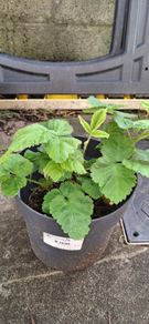 Loganberry plants (thorny variety)