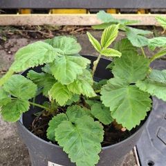 Loganberry plants (thorny variety)