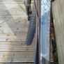 Carrera Hellcat Mountain bike Image 2