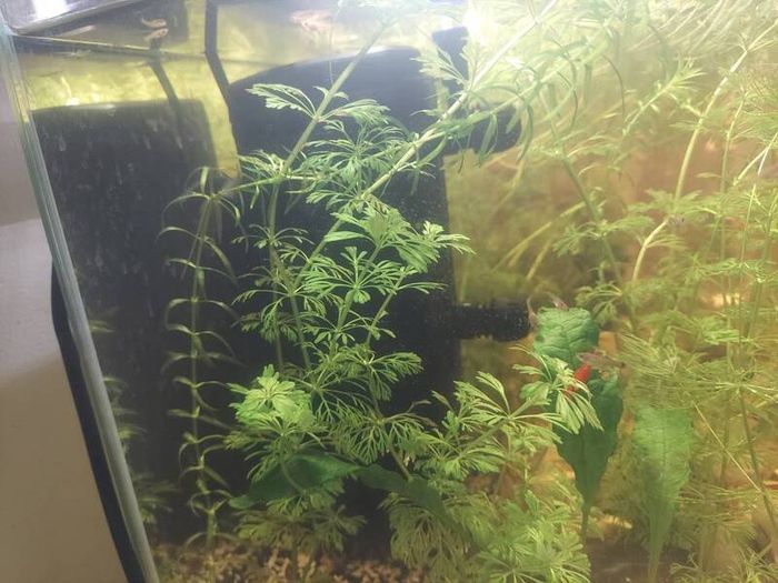aquarium plants