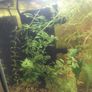 aquarium plants Image 5
