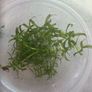 Fresh water plants and snails Image 2