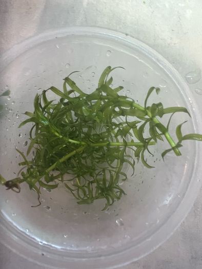 Fresh water plants and snails