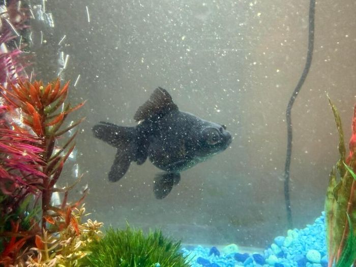 CIANO Aqua 30 Aquarium + Cartridges + Goldfish