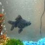 CIANO Aqua 30 Aquarium + Cartridges + Goldfish Image 9