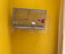 Bird cage