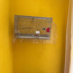 Bird cage