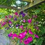 Large Hanging Baskets Image 5