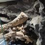 Reptile Vivarium/Tank Image 7