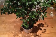 Crassula (Money Tree) plant, 15 years old