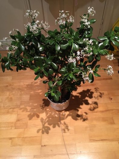 Crassula (Money Tree) plant, 15 years old